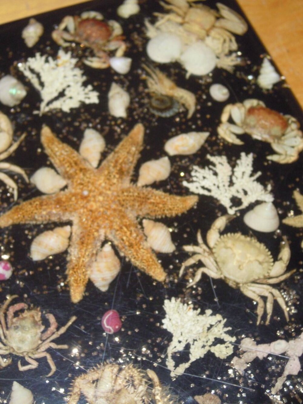 Vintage Lucite Acrylic Sea Life Coastal Taxidermy Wall Hanging Plaque Trivet MCM